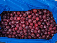 Bulk Package Product Exported Frozen Fruit IQF Sour Cherry