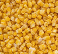Delicious yellow IQF sweet corn whole 18-20cm frozen corn