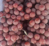 Ready For the New Grapes Crop Premium Quality with cheap Price Natural Healthy fruits grapes cheap price