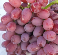 Wholesale Box Style Storage Packaging Frozen Grapes Grapes