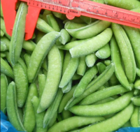 VIETNAM ORGANIC PRODUCT OF BULK FROZEN GREEN SOYBEANS/ SOY BEANS/ EDAMAME