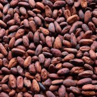 cocoa beans