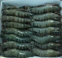 https://jp.tradekey.com/product_view/Best-Quality-Frozen-Fresh-Shrimp-Black-Tiger-Prawn-From-Vietnam-10314533.html