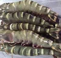 Frozen Whole Black Tiger Prawn Best Quality Seafood Frozen Shrimp from Indonesia