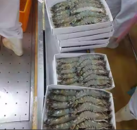 High Quality Frozen Natural Black Tiger Shrimp / Fresh Water Prawn / Frozen Shrimp