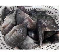 Wholesale for Tilapia Fish from Vietnam - High quality tilapia 