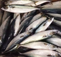 Top Grade Frozen Mackerel Fish available for wholesale Fresh makerel fish