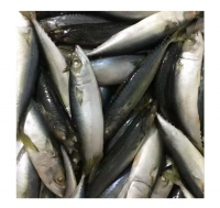 Frozen pacific mackerel fish suppliers mackerel price