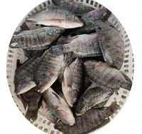 Hot selling high quality whole live frozen red tilapia import and export seafood fish fresh sea fish for sale