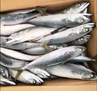 https://es.tradekey.com/product_view/Frozen-Iqf-Spanish-Mackerel-Iqf-Scomberomorus-Niphonius-King-Fish-10317069.html