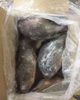 FROZEN BLACK TILAPIA/RED TILAPIA FISH WHOLE ROUND