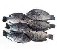https://fr.tradekey.com/product_view/100-Seafood-Fish-Frozen-Red-Snapper-Tilapia-Fish-Black-Snapper-Fish-Low-Price-10317145.html