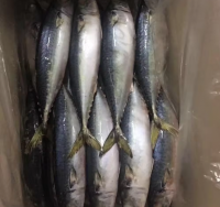 Wholesale Supplier of Frozen Mackerel Fish fillet Norwegian