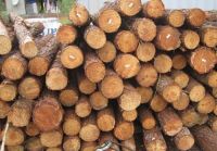 Southern yellow Pine logs