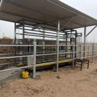 Eid Cattle Weigh Crate