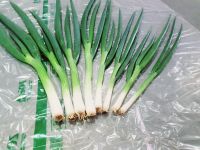 Fresh Spring Onions 