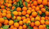 Fresh Oranges