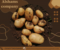 fresh potatoes 