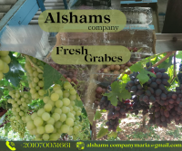 Fresh Grapes 