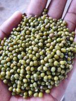 Green Mung Bean Origin ET