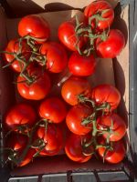 bunch Holland tomato