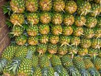 Green Pineapples