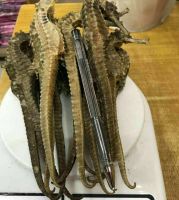 dried seahorse
