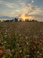 Buckwheat EU Organic