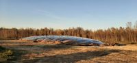 Corn Silage