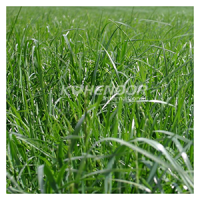 Kohenoor Ryegrass Seed - Boost Forage Quality And Milk Production