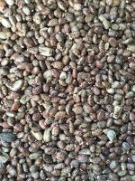 Premium Castor Seed