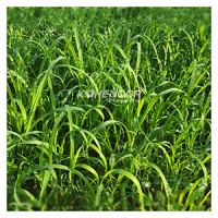 Kohenoor Ryegrass Seed - Boost Forage Quality And Milk Production