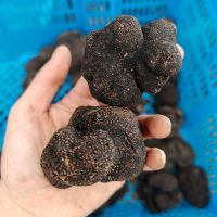 Enjoy Delicious Fresh Black Truffles