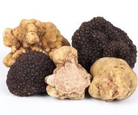 Popular Fresh White Truffles Mushrooms For Wholesale