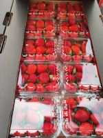 Fresh Berries, Fresh Strawberry with high quality, Fresh Style Berries, Fresh Strawberries Punnets