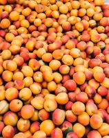 Top Quality Fresh Apricot, Organic Apricot, Fresh Apricot Fruit, Diced Apricots, Dry Apricots