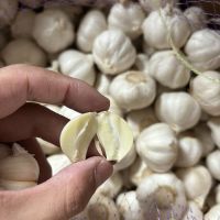 High Quality Fresh Garlic, White Garlic, Pink Garlic, Natural Pure Garlic