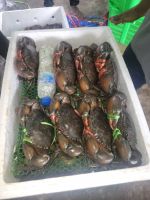 Live Mud Crabs