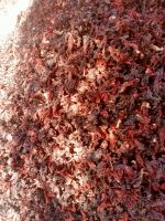 Dried Roselle