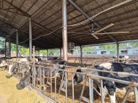 HVLS Ceiling Fan for milk barn