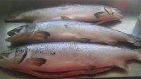 Frozen Salmon Fish, Tuna, Cod, Tilapia, Sardines, Cat fish