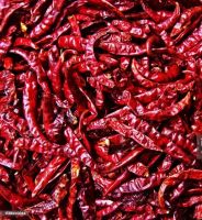 PREMIUM RED CHILLI