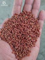 RED RICE