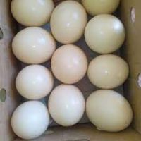 Fresh Ostrich Eggs and Chicks