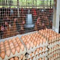 Wholesale Broiler Hatching Eggs Ross 308 and Cobb 500 and Fresh Chicken Table Eggs Discount Price