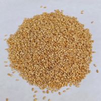 Quality Durum Wheat Grain for Cooking and Baking Reliable Supplier Of Agricultural rains