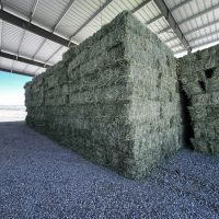 Quality Alfalfa Hay/Timothy Hay and Bermuda Hay Stock|