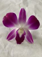 Dendrobium Sonia Orchid Loose Bloom (red Color) 