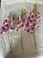 Dendrobium Sonia Orchid Stem (Red Color)