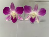 Dendrobium Anina Orchid Loose Bloom (pink Color) 